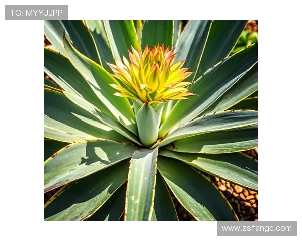 墨西哥:不止于龙舌兰与亡灵节的魅力国度